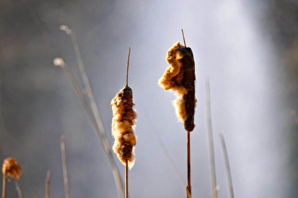 Cattail cattail fluff plant