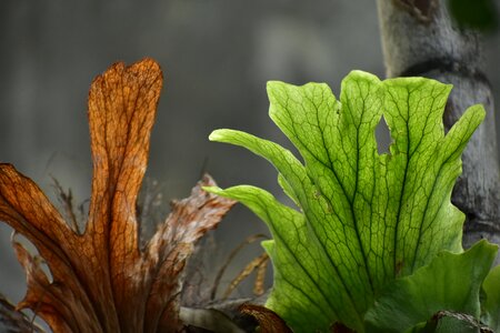 Colorful pair fern