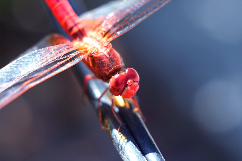 Nature no one insect