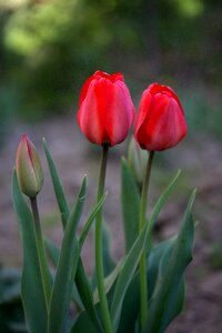 Rain supplies flowers