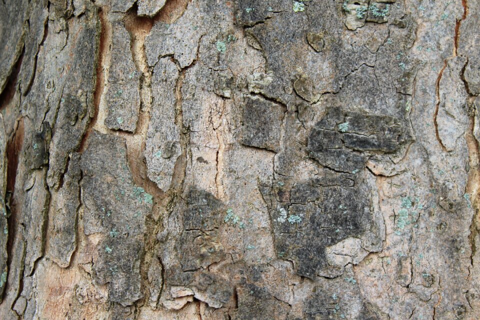 Texture structure tree