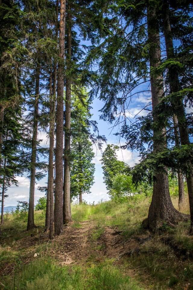 Nature walk the path through the woods photo