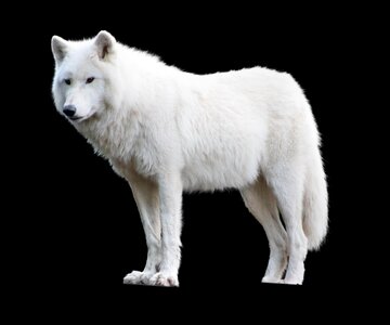 Animal world white animal