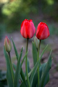 Rain supplies flowers