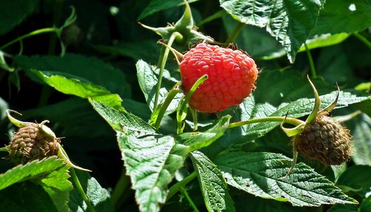 Fruit eating summer