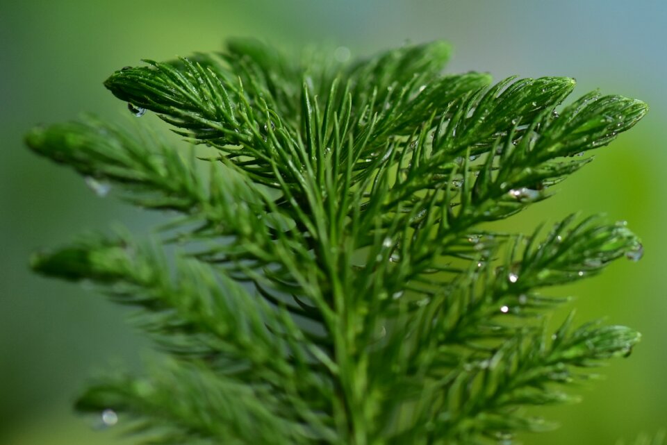 Pine leaf fresh wet nature