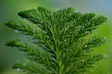 Pine leaf fresh wet nature