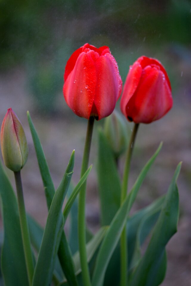 Rain supplies flowers