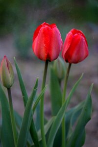 Rain supplies flowers