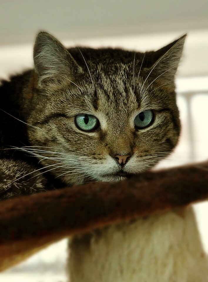 Cat mieze domestic cat