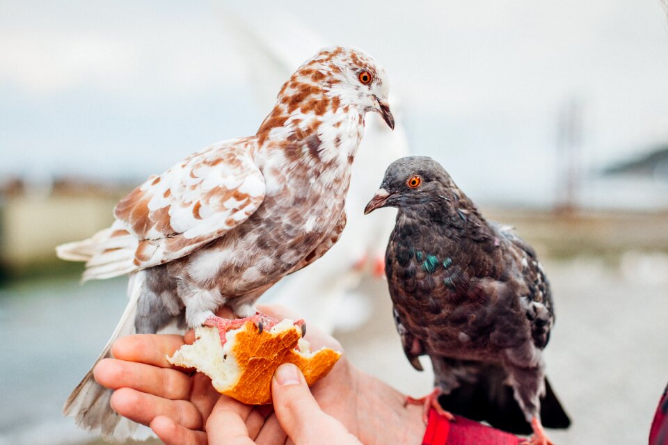 Animal bread food photo