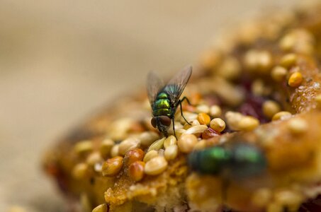 Animal macro nature