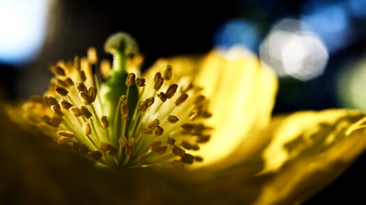 Yellow lichtspiel pistil