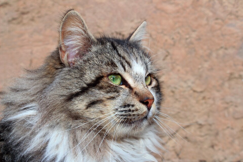 Cat cute mammals