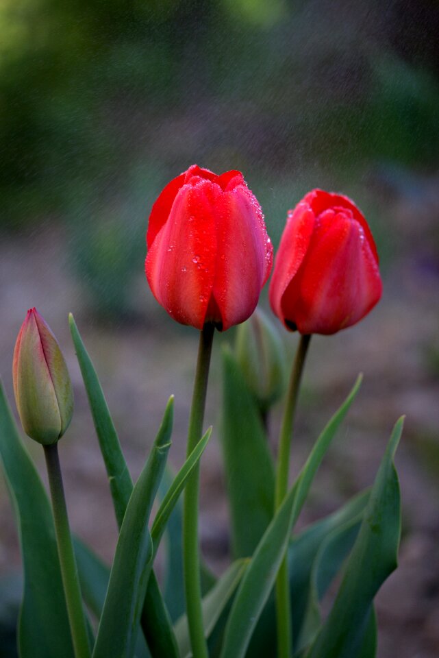 Rain supplies flowers