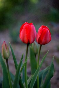 Rain supplies flowers