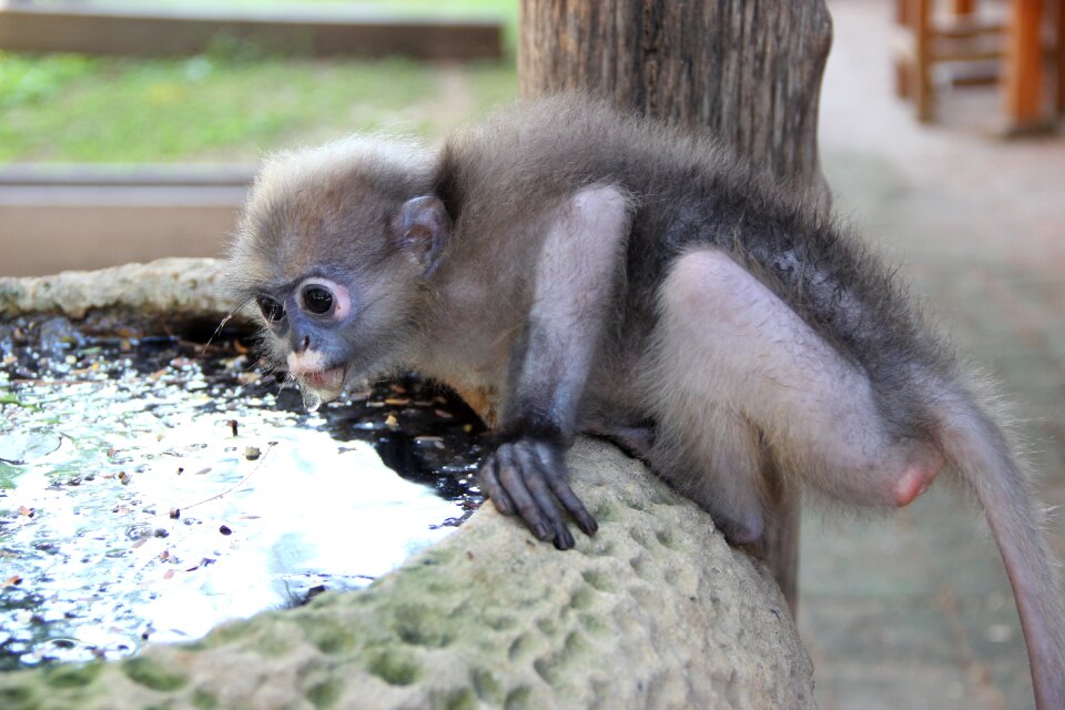 Thailand monkey monkey eating cum