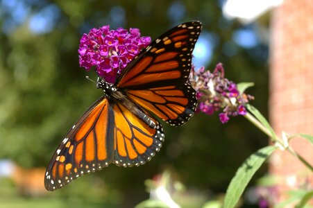 Purple orange yellow