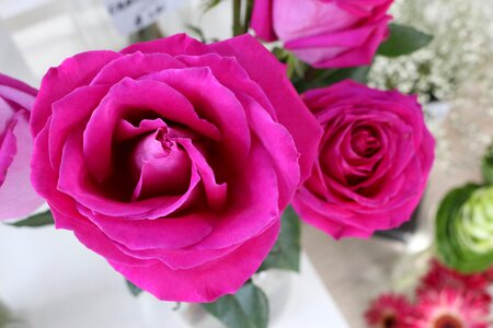 Petal love romance