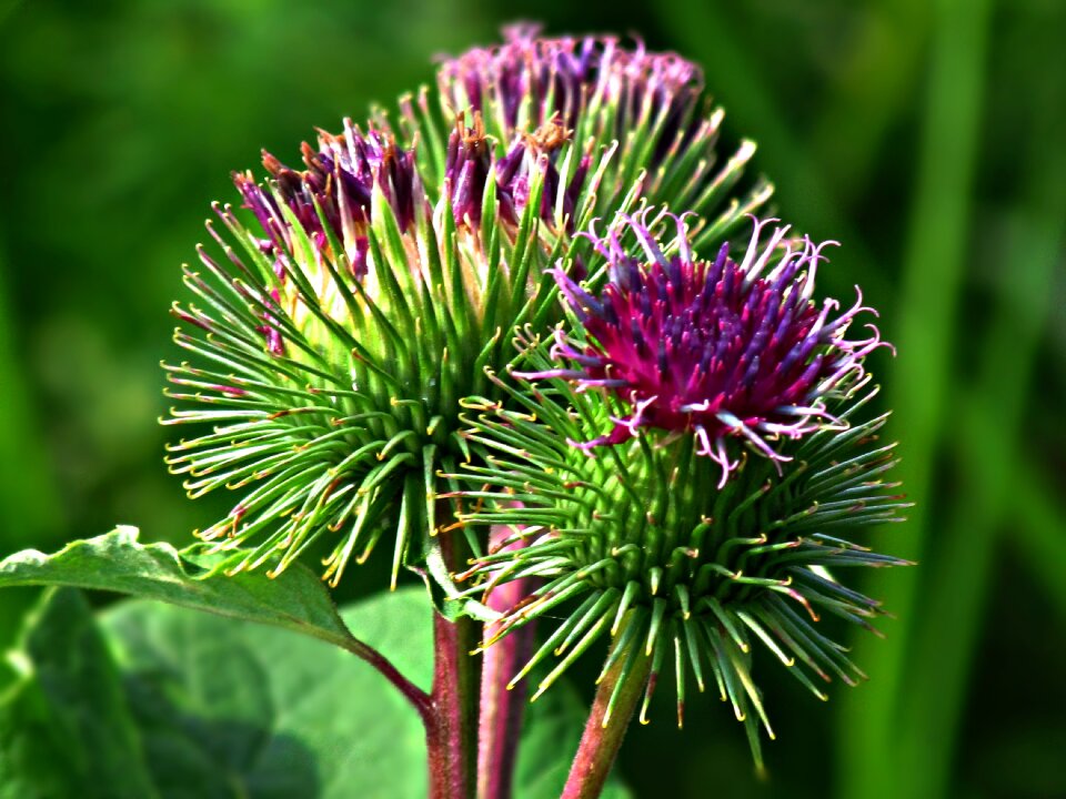 Nature burdock flowering photo