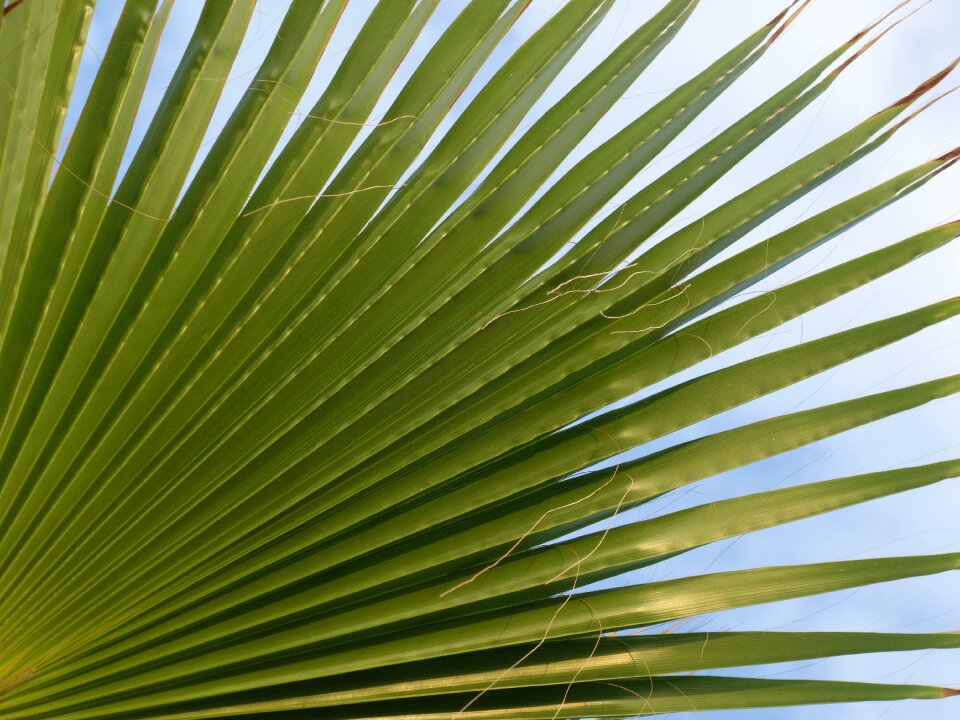Subjects plant pattern