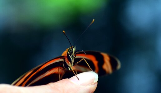 Wing stripes orange photo