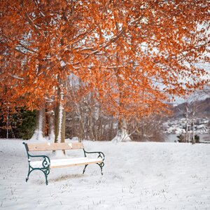 Tree cold bench photo