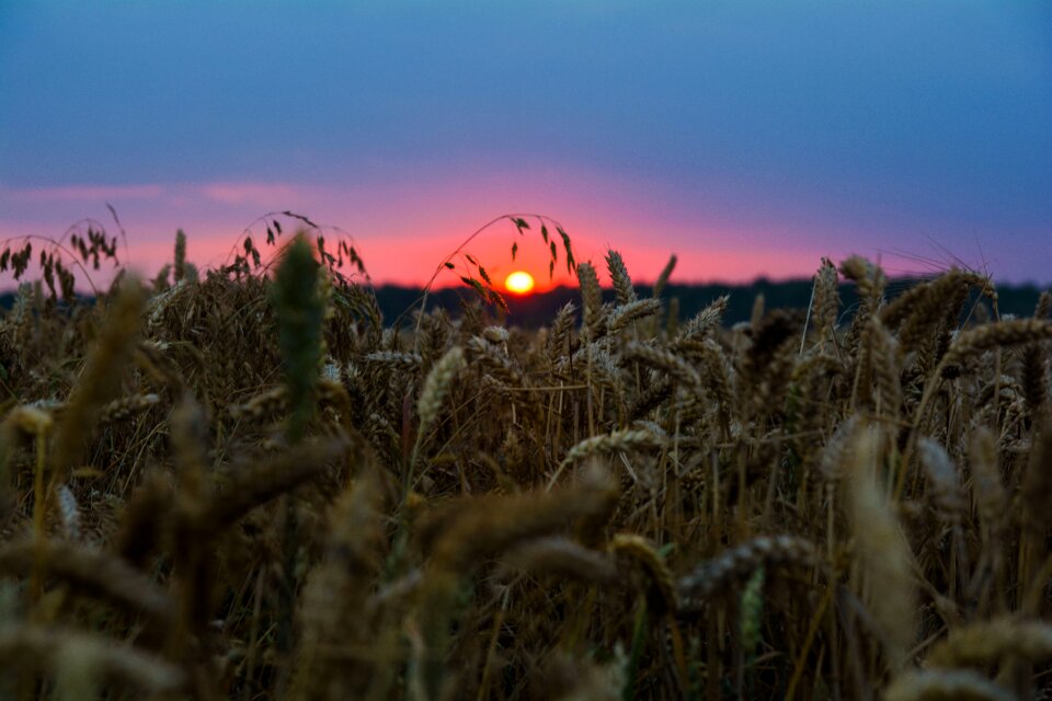 Sunset wheatfield grain