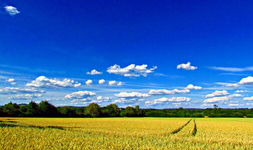 Corn nature clouds