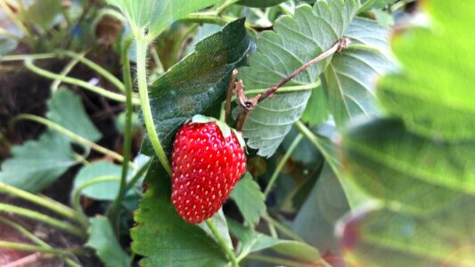 Fruit strawberry fruits photo