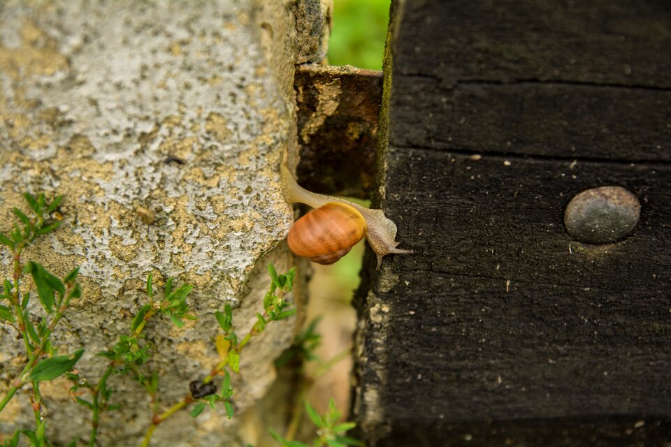Fence snail animal
