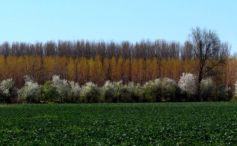 Trees flourished green photo