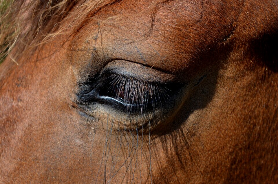 Small horse pferdeportrait horse head photo