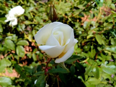 Leaf garden rosa