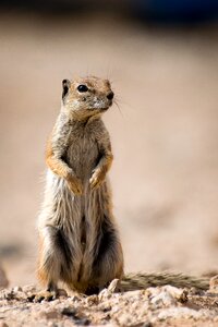 Squirrel animal wildlife
