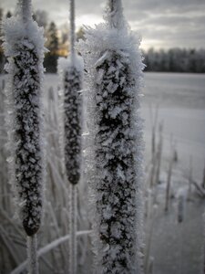 Frozen cold bulrush photo