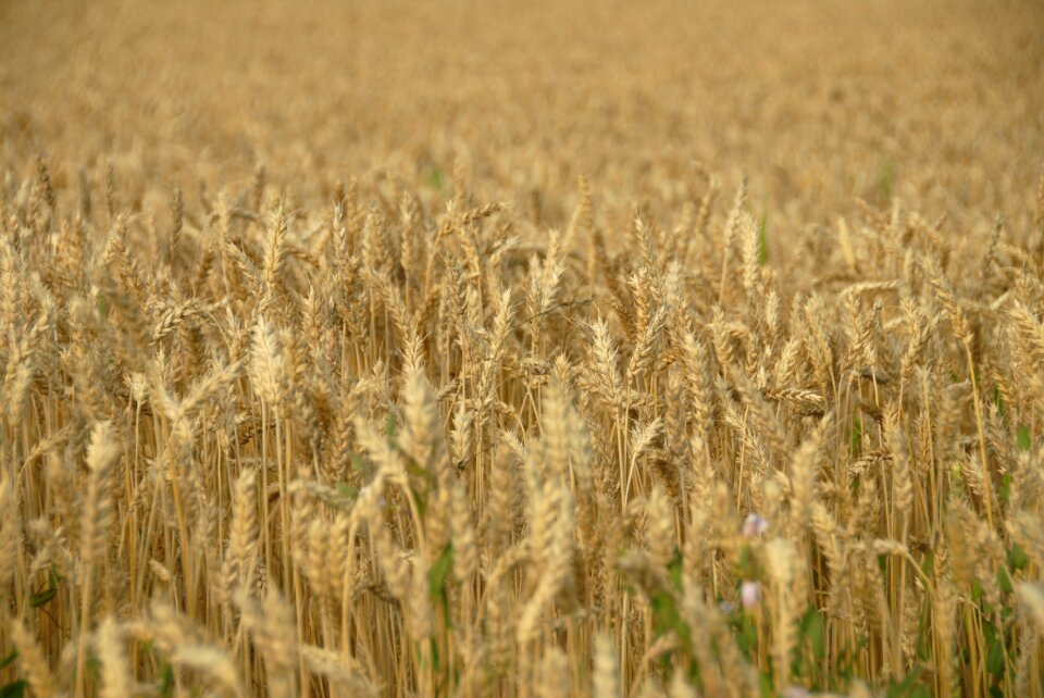 Gold field brown wheat