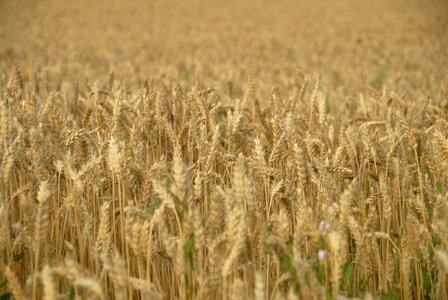 Gold field brown wheat photo