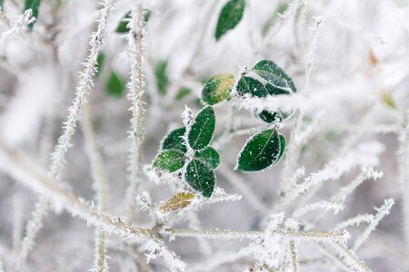 Leaf plant nature photo