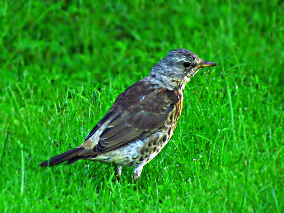 Nature coloration gray photo