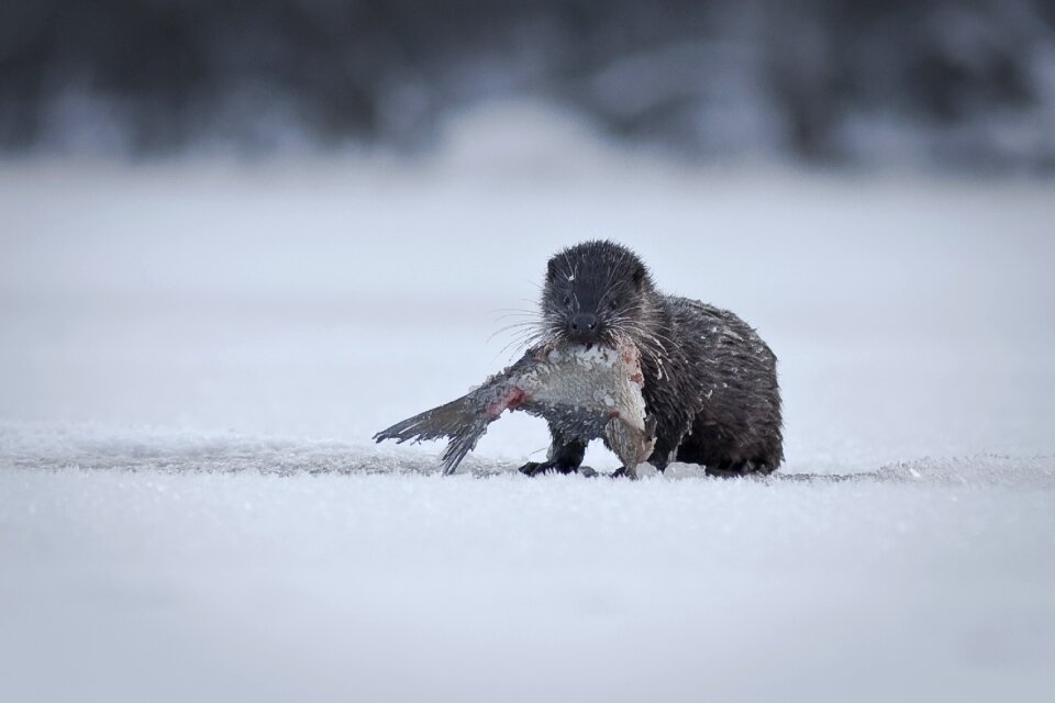 Ice otter lutra lutra