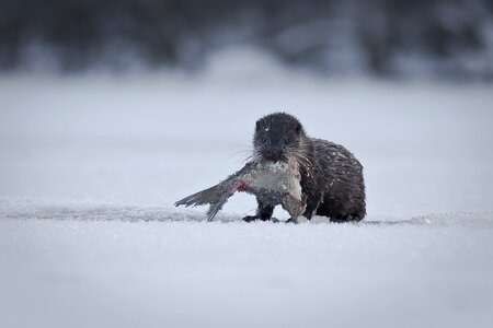 Ice otter lutra lutra photo