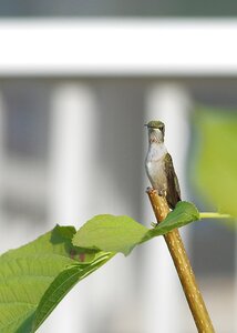 Bird nature green photo