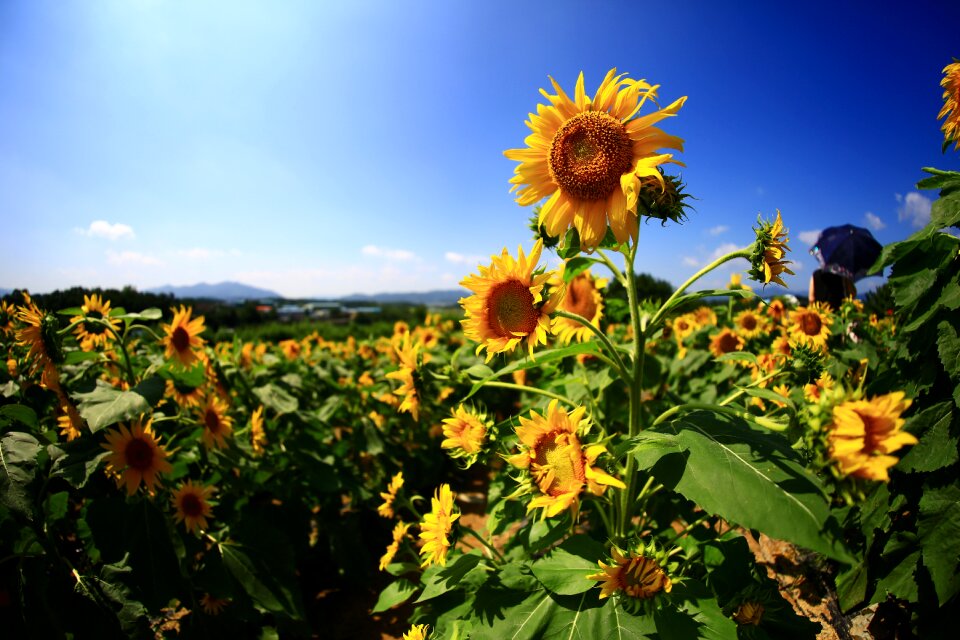 Haman landscape nature