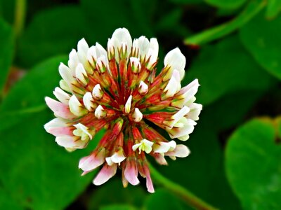 Nature plant plants