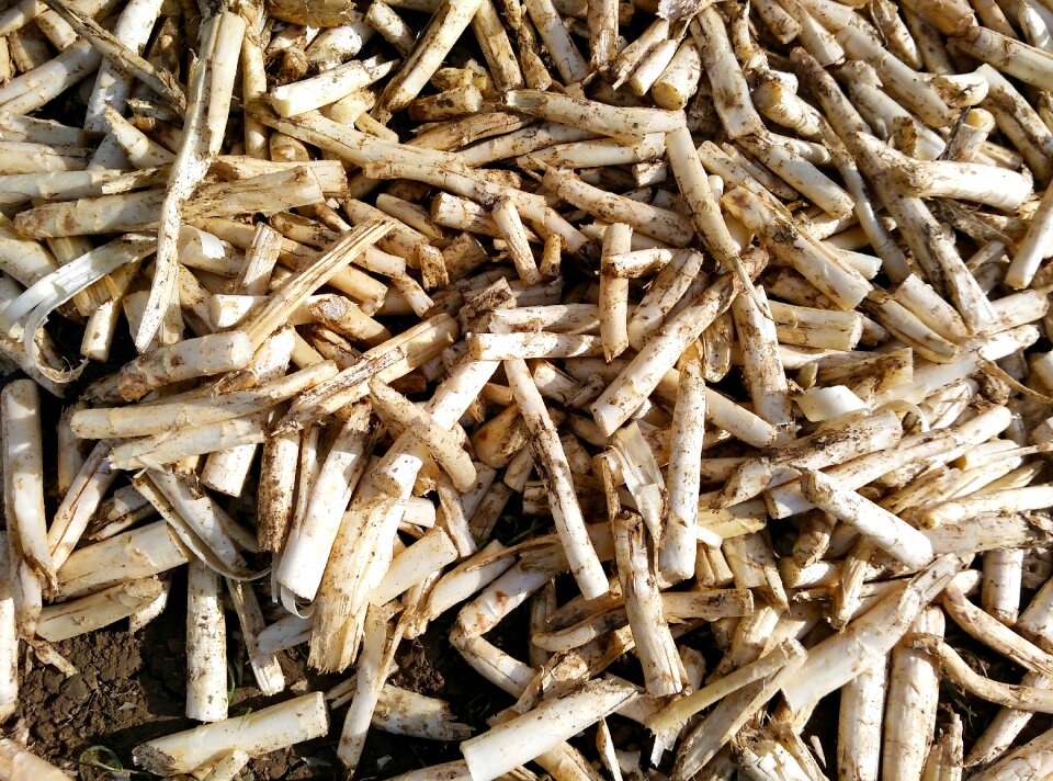 Field rural cultivate