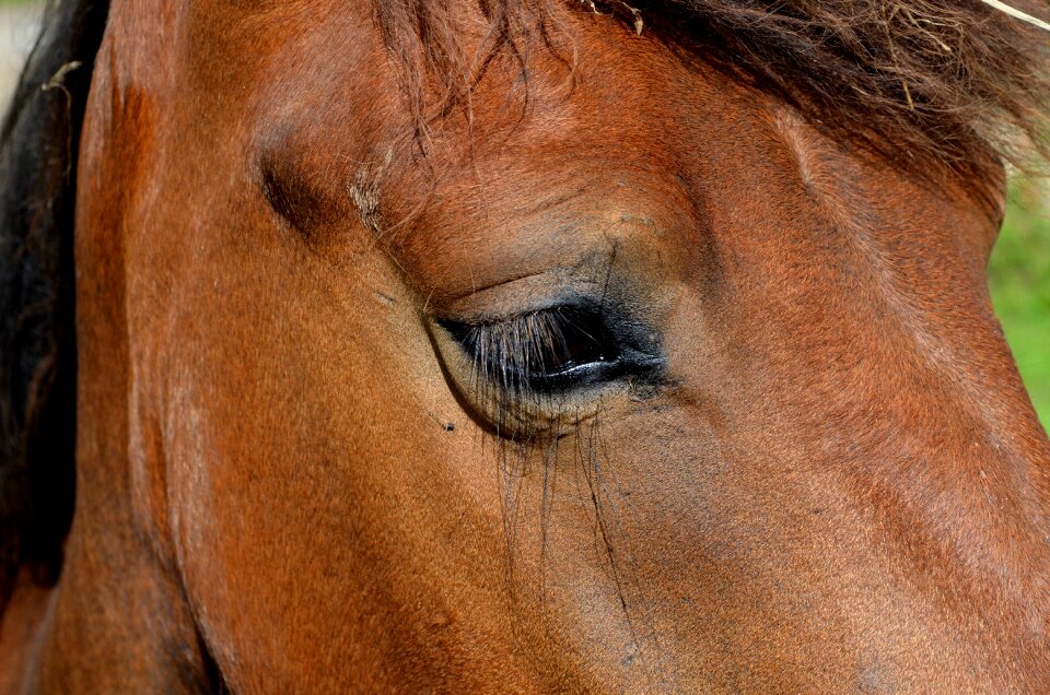 Small horse pferdeportrait horse head photo