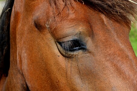 Small horse pferdeportrait horse head photo