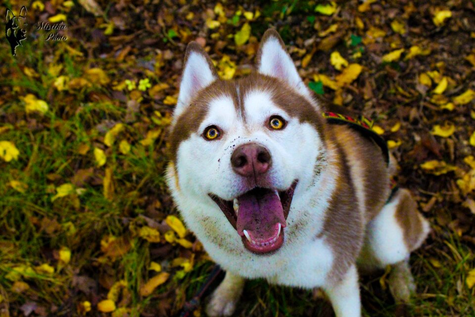 Huskies dog chocolate