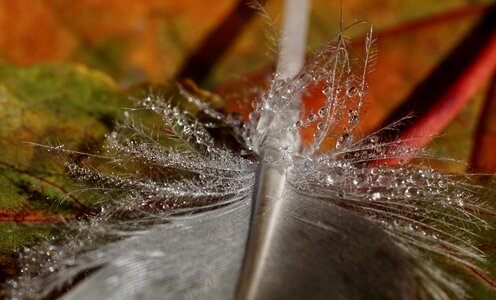 Autumn leaf fall color
